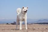 AKITA INU 134